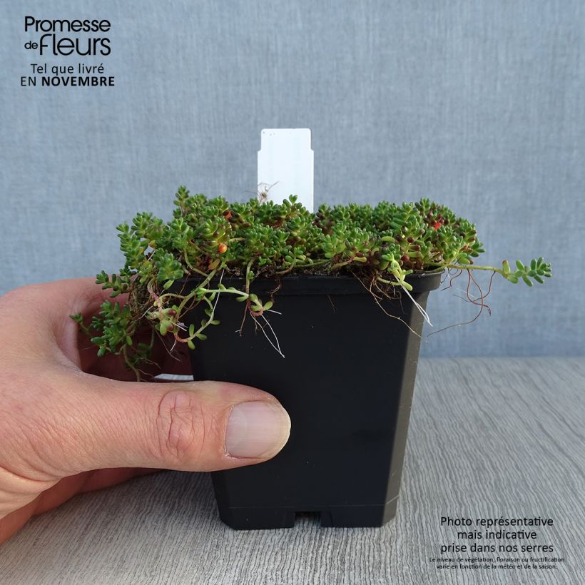 Sedum album Coral Carpet - Stonecrop 8/9 cm pot sample as delivered in autumn