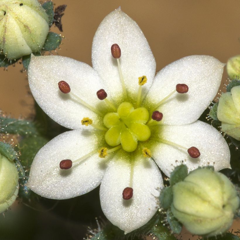 Sedum dasyphyllum - Stonecrop (Flowering)