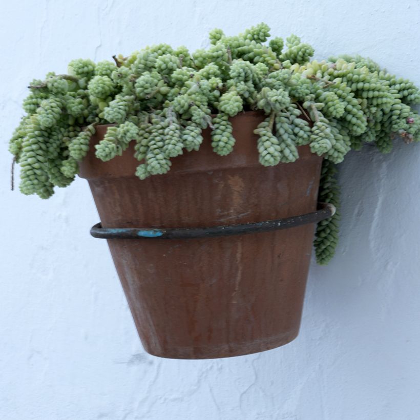Sedum dasyphyllum - Stonecrop (Plant habit)