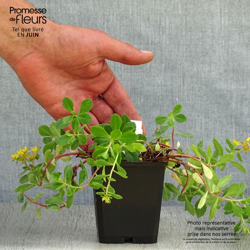 Sedum kamtschaticum - Stonecrop 8/9 cm pot sample as delivered in summer