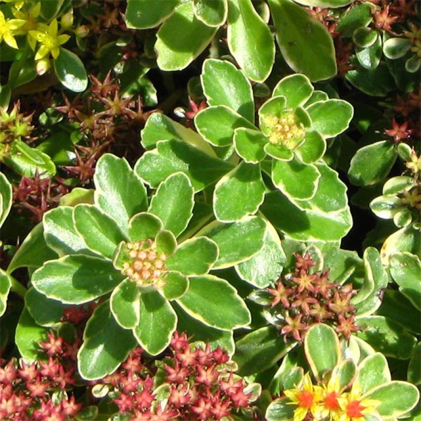 Sedum kamtschaticum Variegatum - Stonecrop (Foliage)