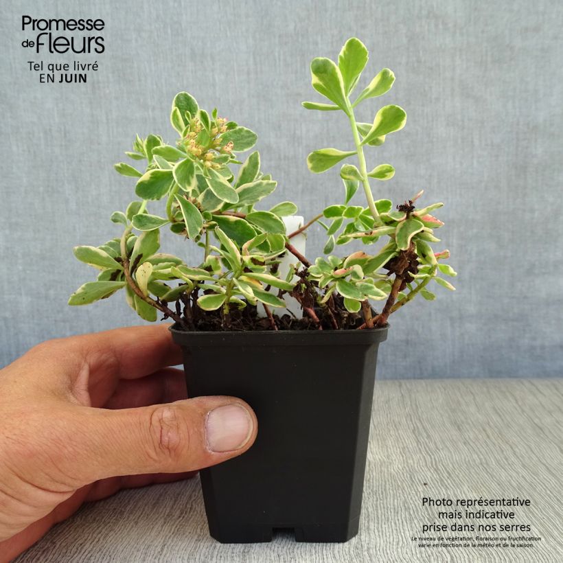 Sedum kamtschaticum Variegatum - Stonecrop 8/9 cm pot sample as delivered in summer