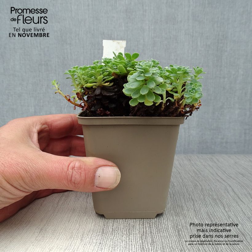 Sedum pachyclados - Stonecrop 8/9 cm pot sample as delivered in autumn