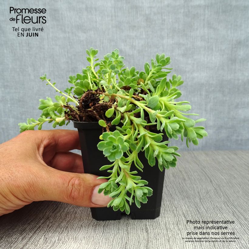 Sedum pachyclados - Stonecrop 8/9 cm pot sample as delivered in summer