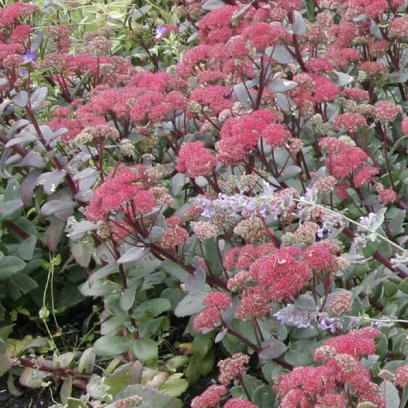 Sedum Red Cauli - Autumn Stonecrop (Plant habit)