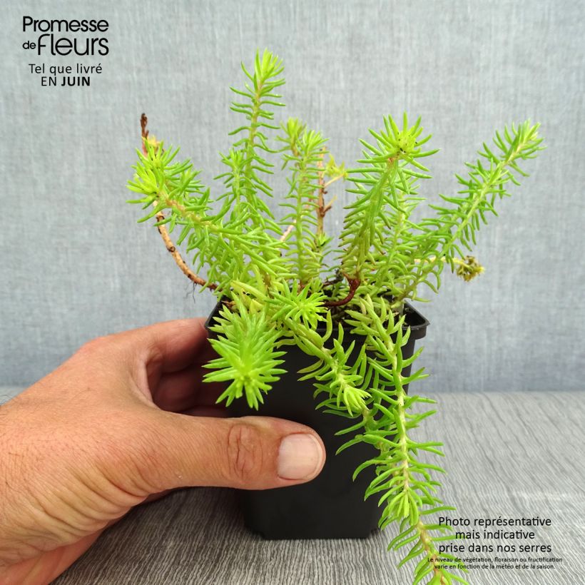 Sedum reflexum Angelina - Stonecrop 8/9 cm pot sample as delivered in summer