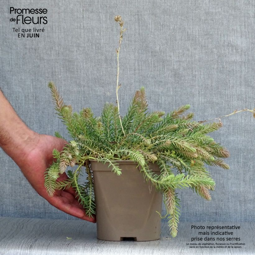 Sedum reflexum Blue Spruce - Stonecrop 2L/3L pot sample as delivered in summer
