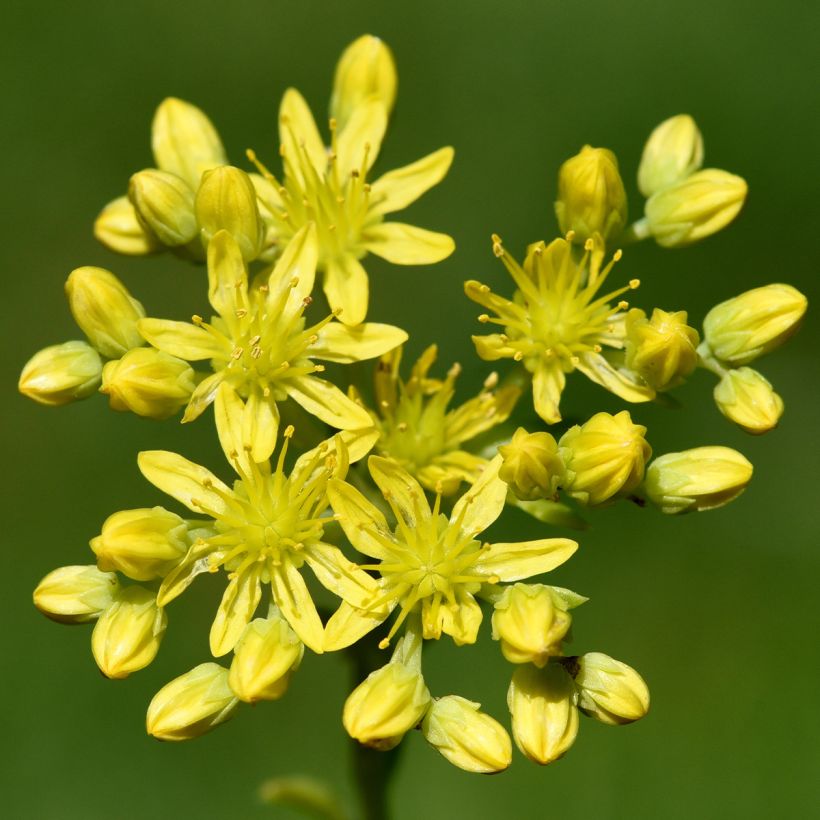 Sedum reflexum - Stonecrop (Flowering)
