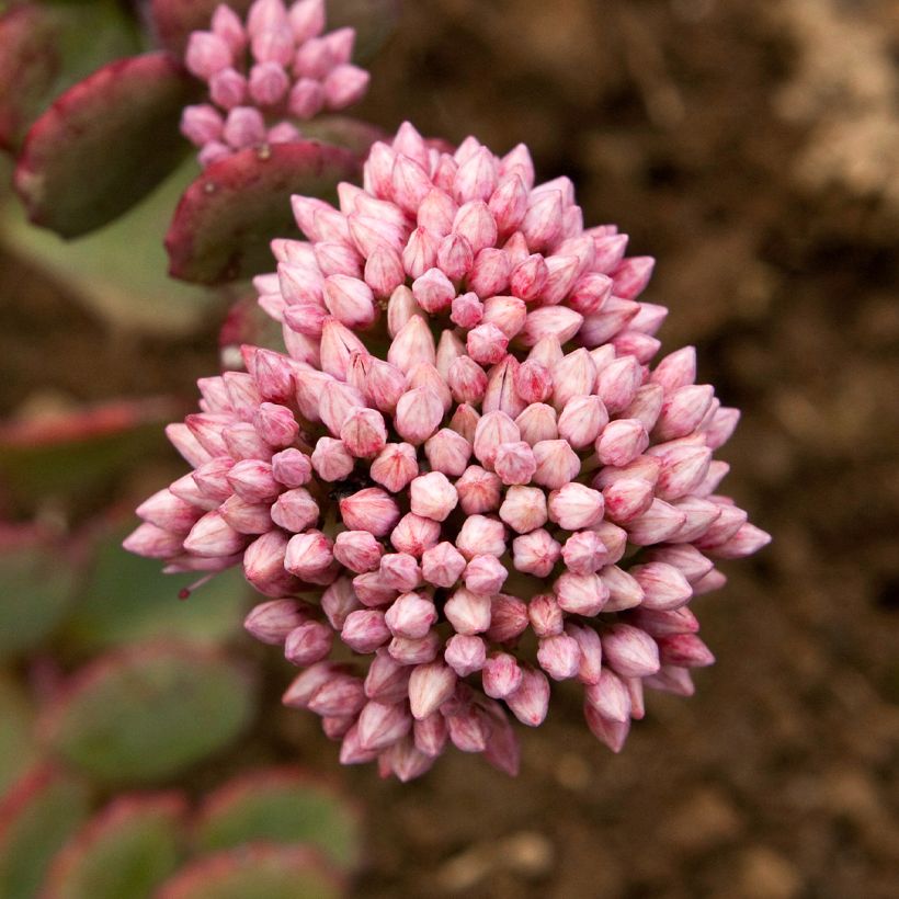 Sedum sieboldii - Stonecrop (Flowering)