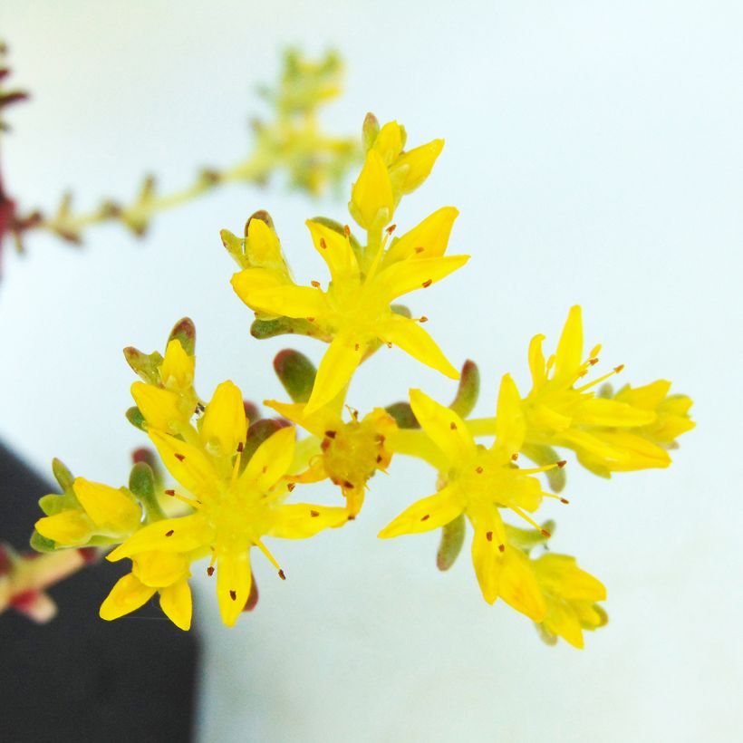 Sedum spathulifolium Purpureum - Stonecrop (Flowering)
