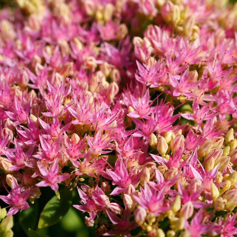 Sedum spectabile Brilliant - Autumn Stonecrop (Flowering)