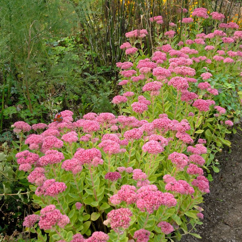 Sedum spectabile Brilliant - Autumn Stonecrop (Plant habit)