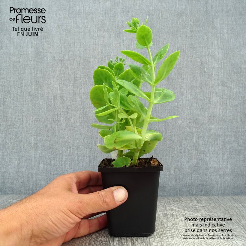 Sedum spectabile Stardust - Autumn Stonecrop 8/9 cm pot sample as delivered in summer
