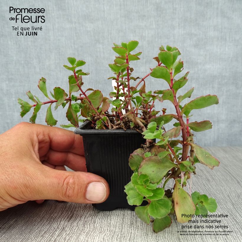 Sedum spurium Dragons Blood - Autumn Stonecrop 8/9 cm pot sample as delivered in summer