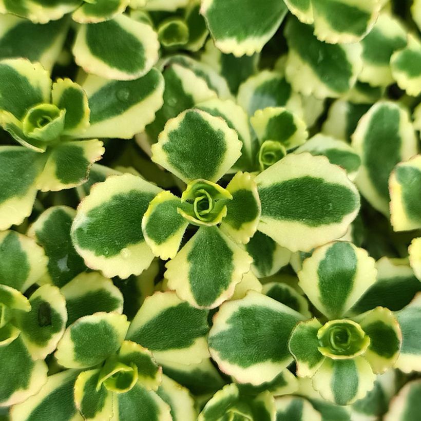 Sedum spurium Little Gecko - Stonecrop (Foliage)