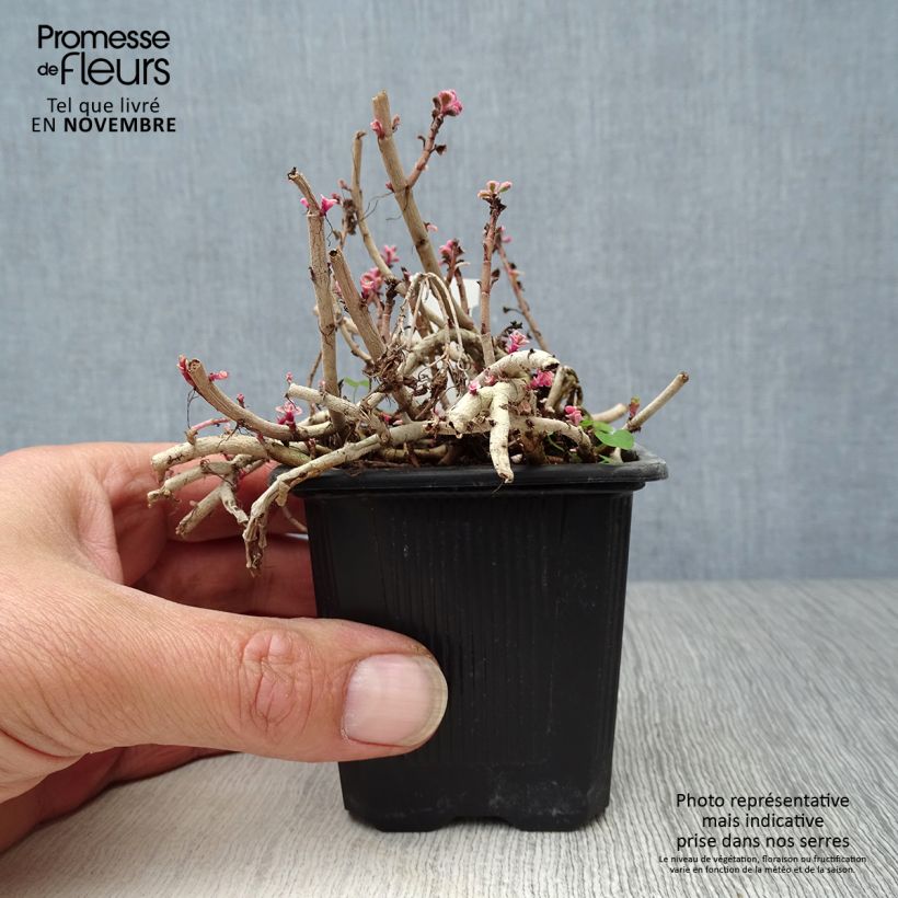Sedum spurium Variegatum - Stonecrop 8/9 cm pot sample as delivered in autumn