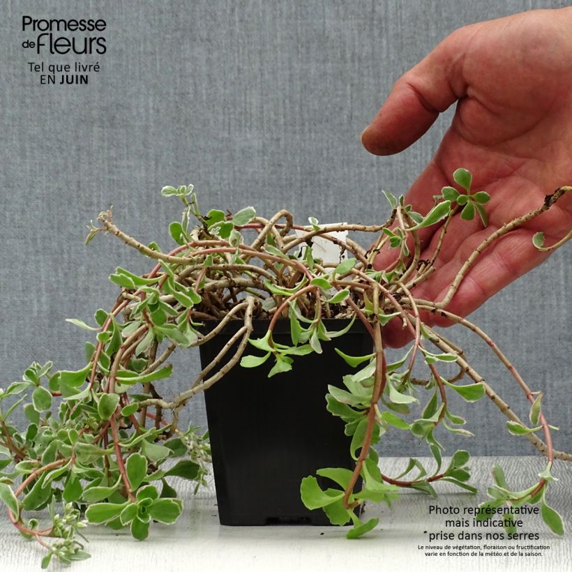 Sedum spurium Variegatum - Stonecrop 8/9 cm pot sample as delivered in summer