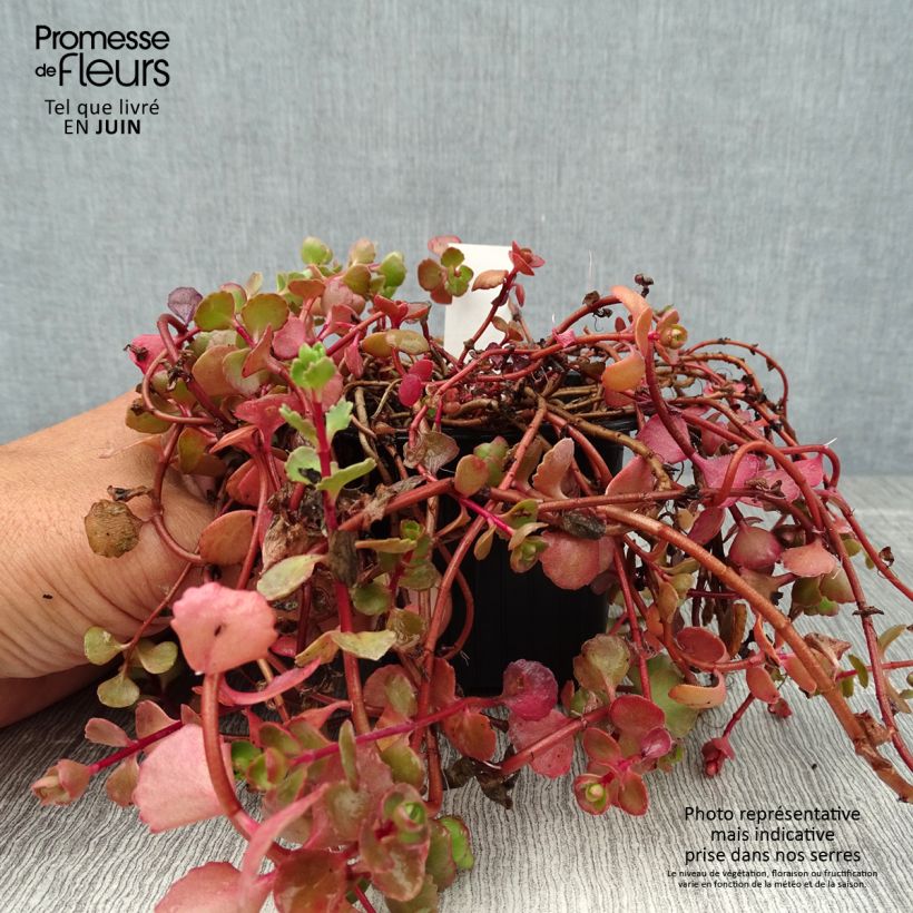 Sedum spurium Voodoo - Stonecrop 8/9 cm pot sample as delivered in summer