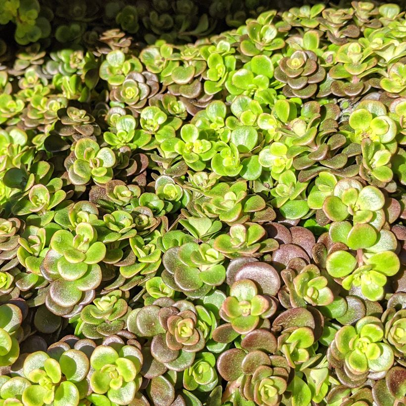Sedum tetractinum Coral Reef - Stonecrop (Foliage)