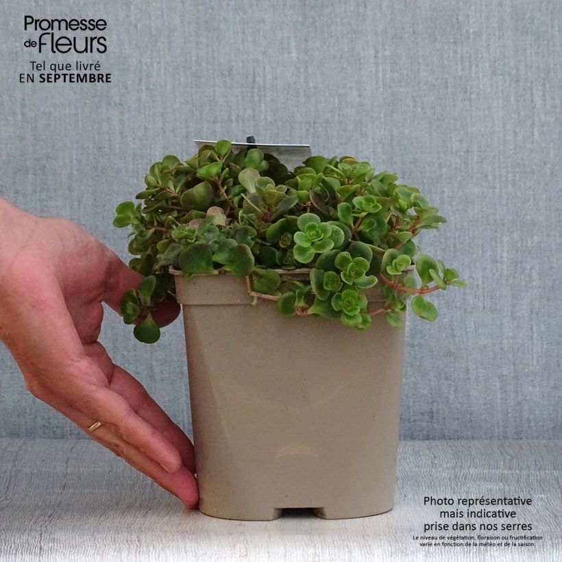 Sedum tetractinum Coral Reef - Stonecrop 2L/3L pot sample as delivered in autumn