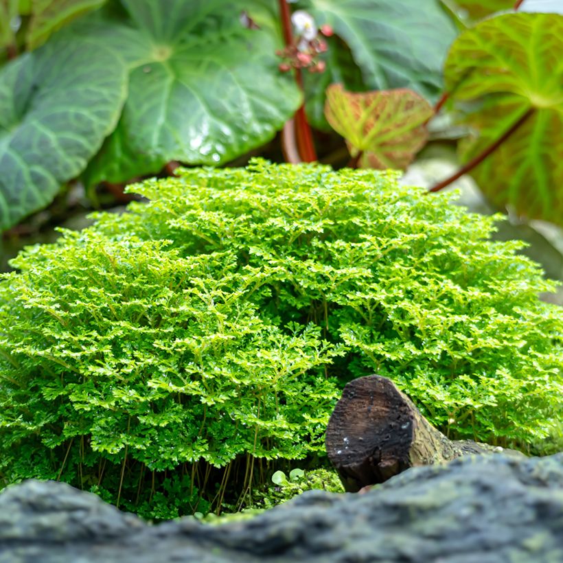 Selaginella apoda - Meadow spikemoss (Plant habit)