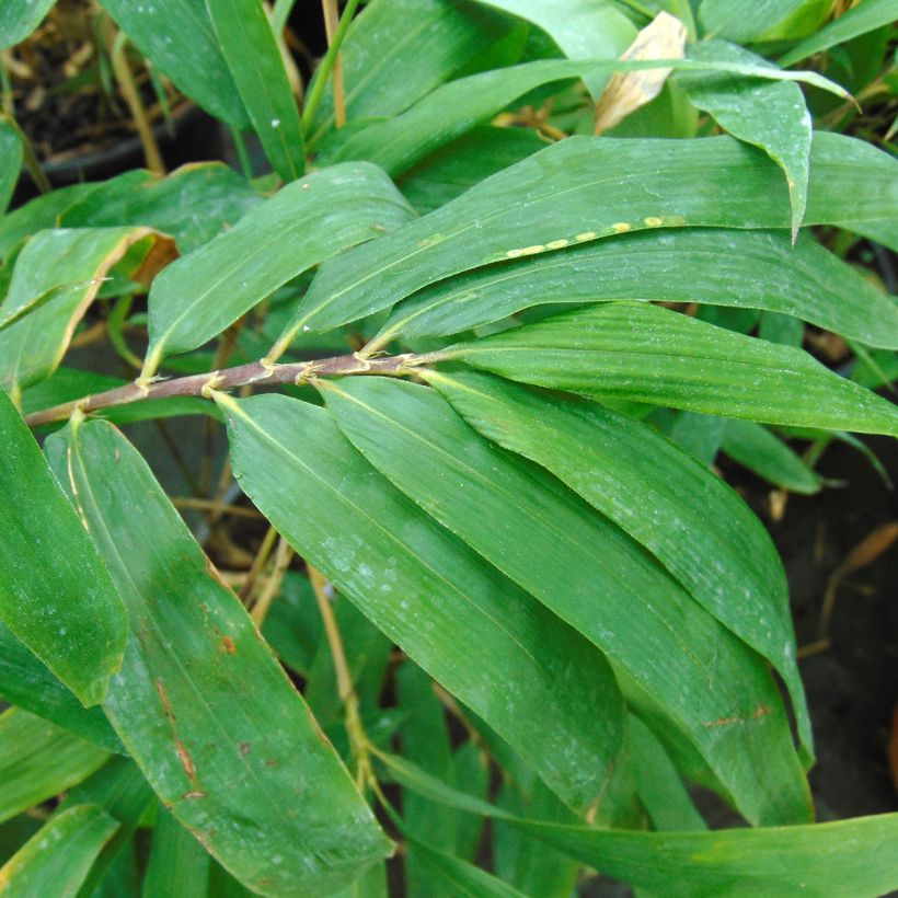 Semiarundinaria fastuosa - Medium-sized Bamboo (Foliage)