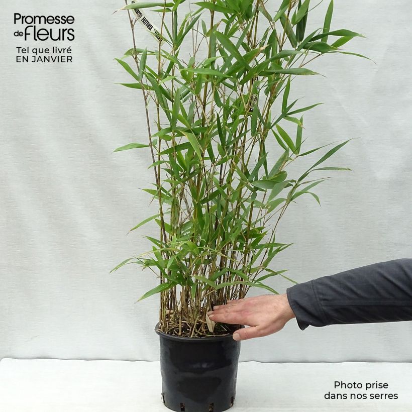 Semiarundinaria fastuosa Viridis - Bambou Pot de 4L/5L sample as delivered in winter