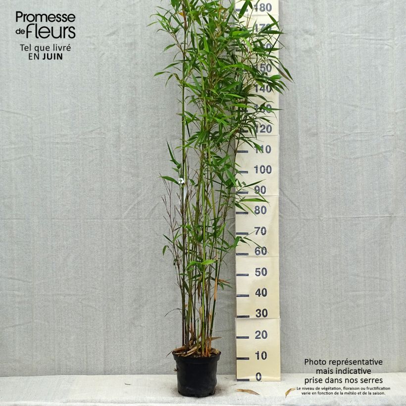 Semiarundinaria fastuosa var. viridis 4L/5L pot sample as delivered in summer