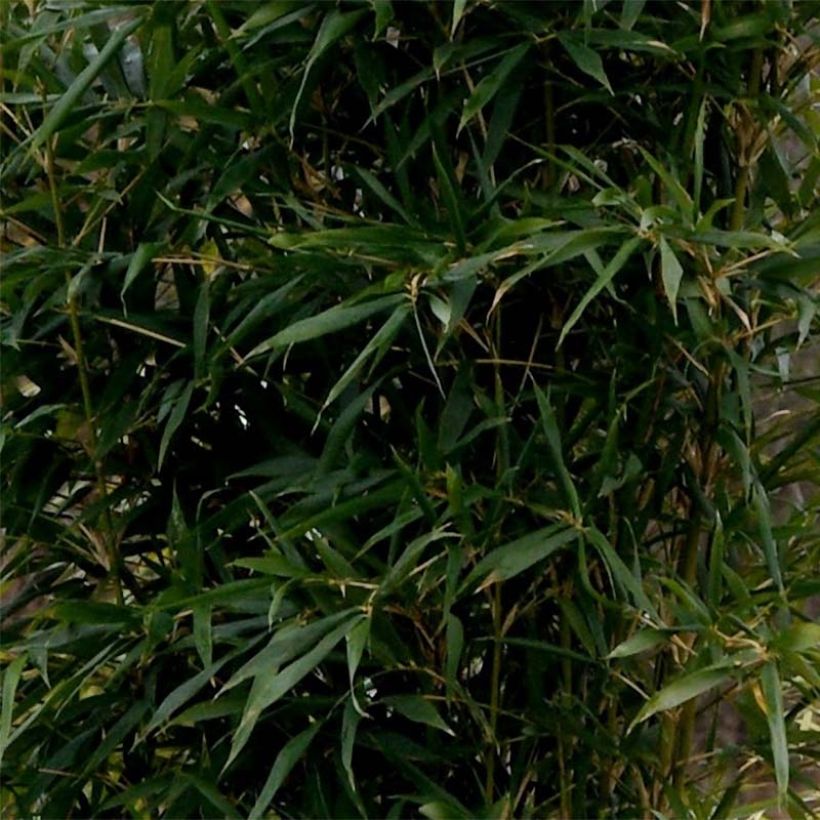 Semiarundinaria yashadake f. kimmei   (Foliage)