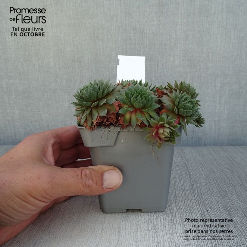 Sempervivum Chick Charms ® Bing Cherry - Joubarbe bourgogne Pot de 10 cm/11cm sample as delivered in autumn