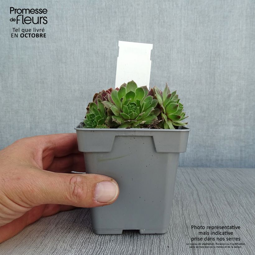 Sempervivum Chick Charms Cherry Berry - Joubarbe Pot de 10 cm/11cm sample as delivered in autumn