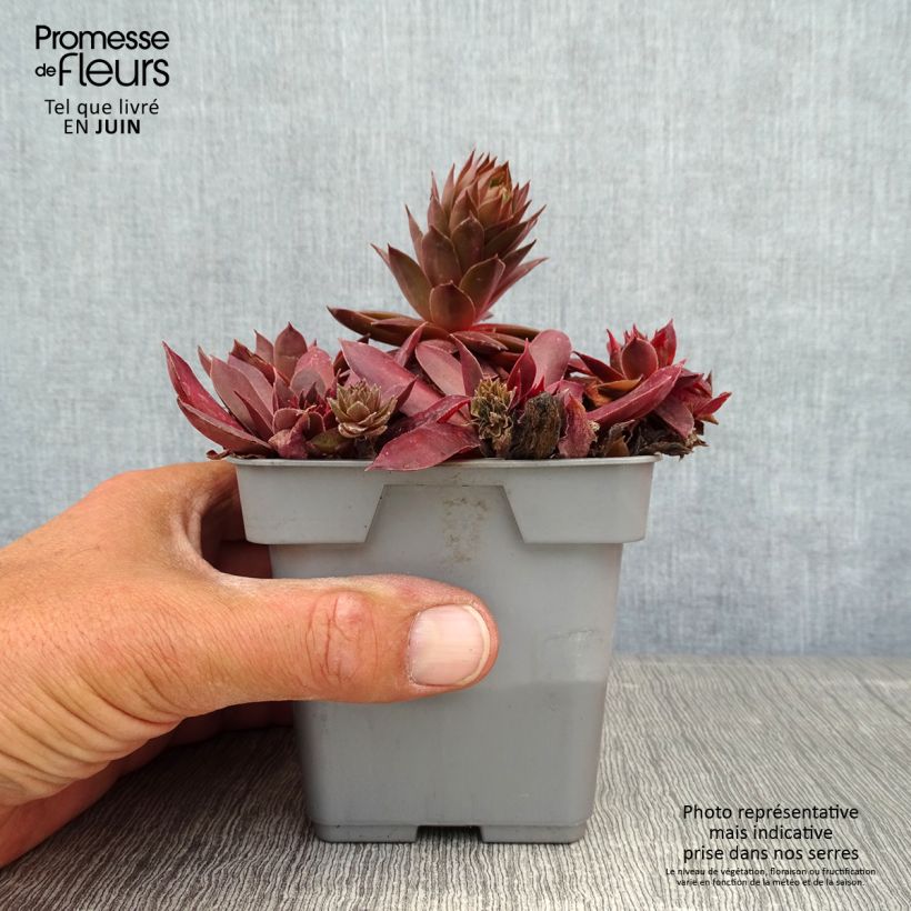 Sempervivum Chick Charms Chocolate Kiss 10cm/11cm pot sample as delivered in summer