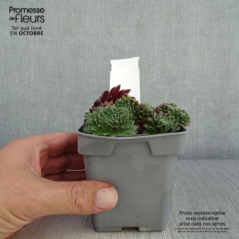 Sempervivum Chick Charms Cinnamon Starburst 10cm/11cm pot sample as delivered in autumn