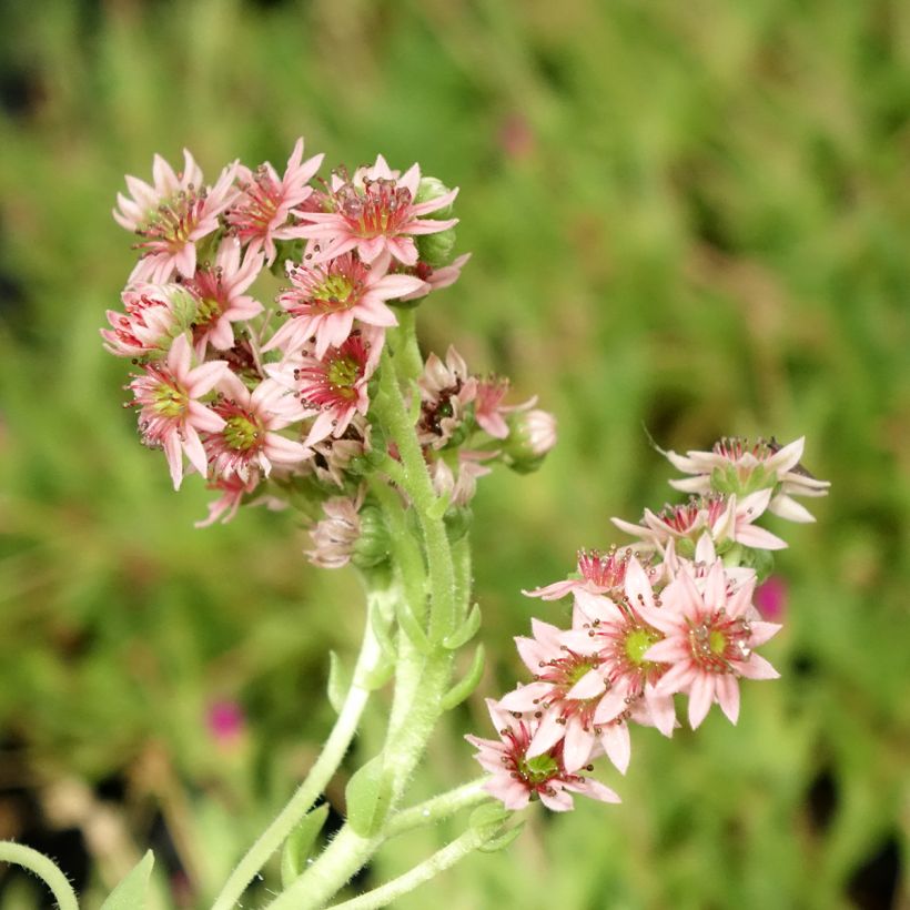 Sempervivum Chick Charms Cinnamon Starburst (Flowering)