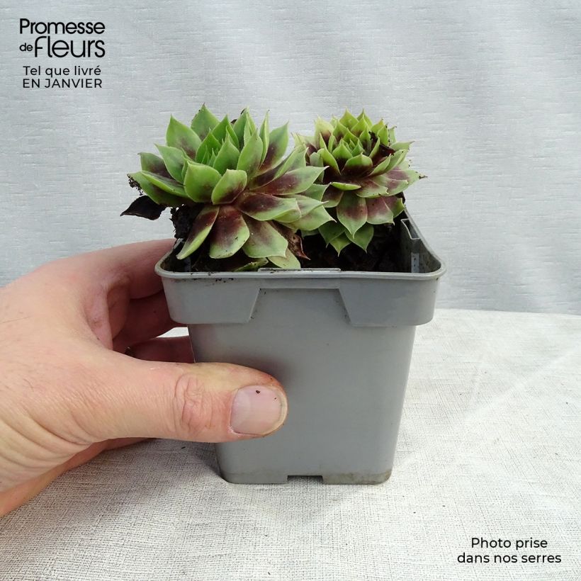 Sempervivum Chick Charms ® Cranberry Cocktail - Joubarbe pourpre sombre pointé de vert Pot de 10 cm/11cm sample as delivered in winter