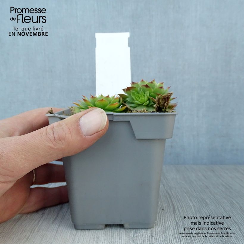 Sempervivum Chick Charms Gold Nugget - Joubarbe Pot de 10 cm/11cm sample as delivered in autumn