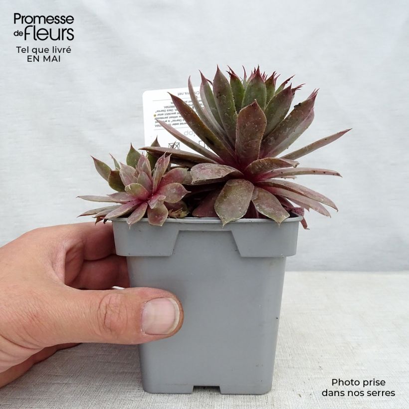 Sempervivum Chick Charms Plum Parfait sample as delivered in spring