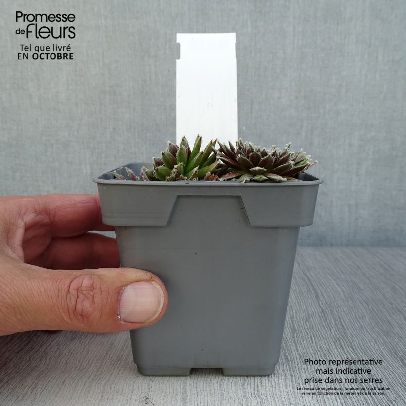 Sempervivum Chick Charms Plum Parfait 10cm/11cm pot sample as delivered in autumn