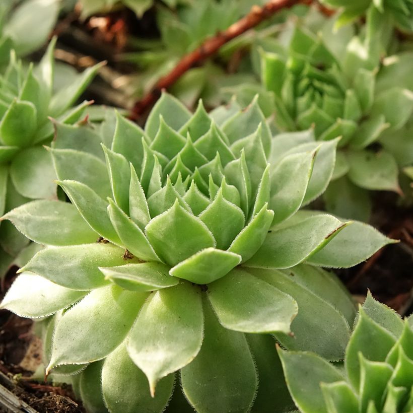 Sempervivum Gay Jester (Foliage)