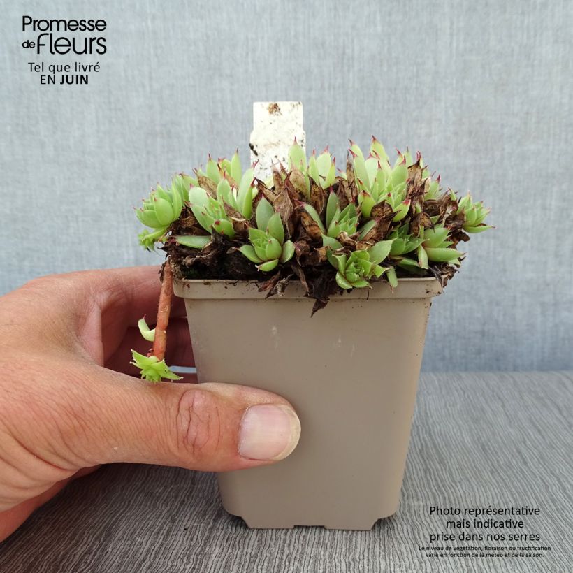 Sempervivum tectorum Black 8/9 cm pot sample as delivered in summer