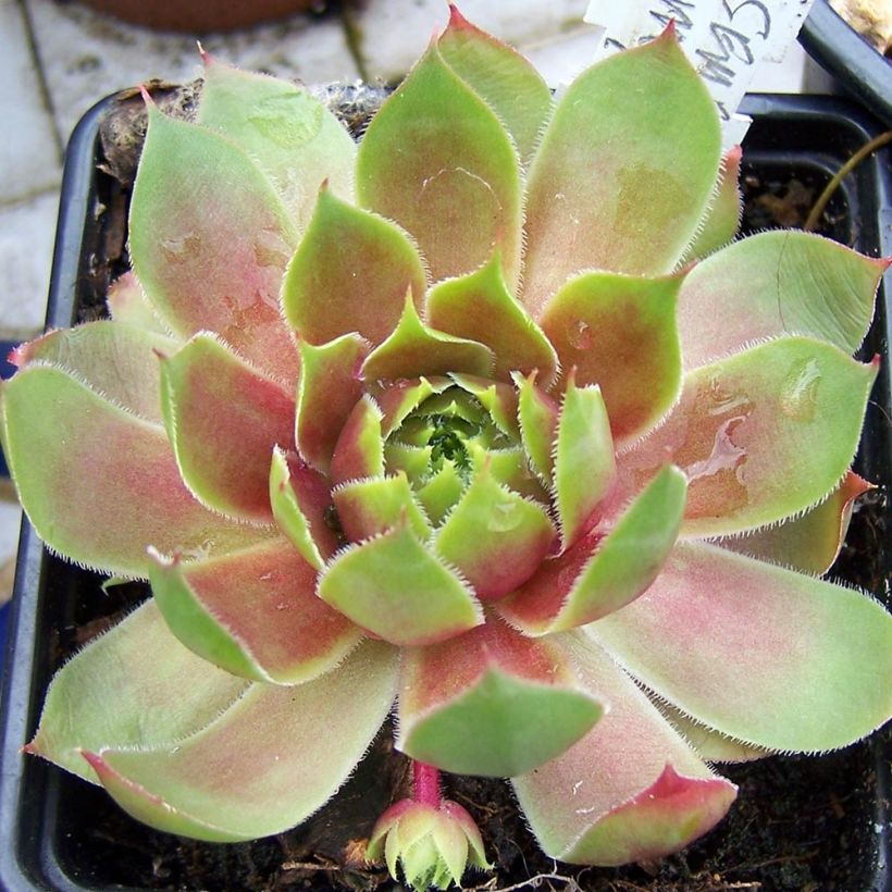 Sempervivum Pseudo-ornatum (Plant habit)