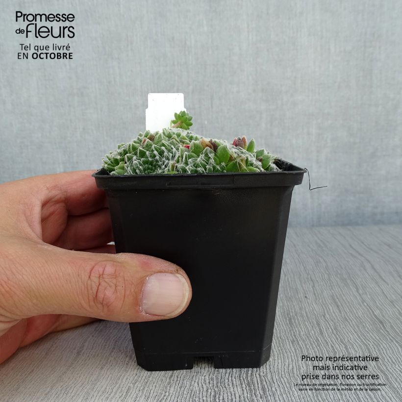 Sempervivum arachnoideum 8/9 cm pot sample as delivered in autumn