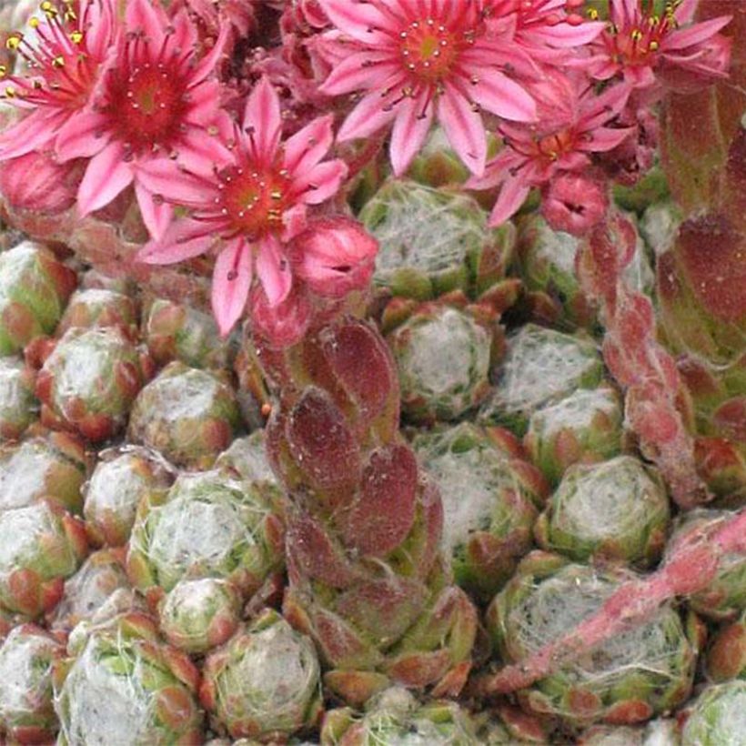 Sempervivum arachnoideum Rubrum (Flowering)