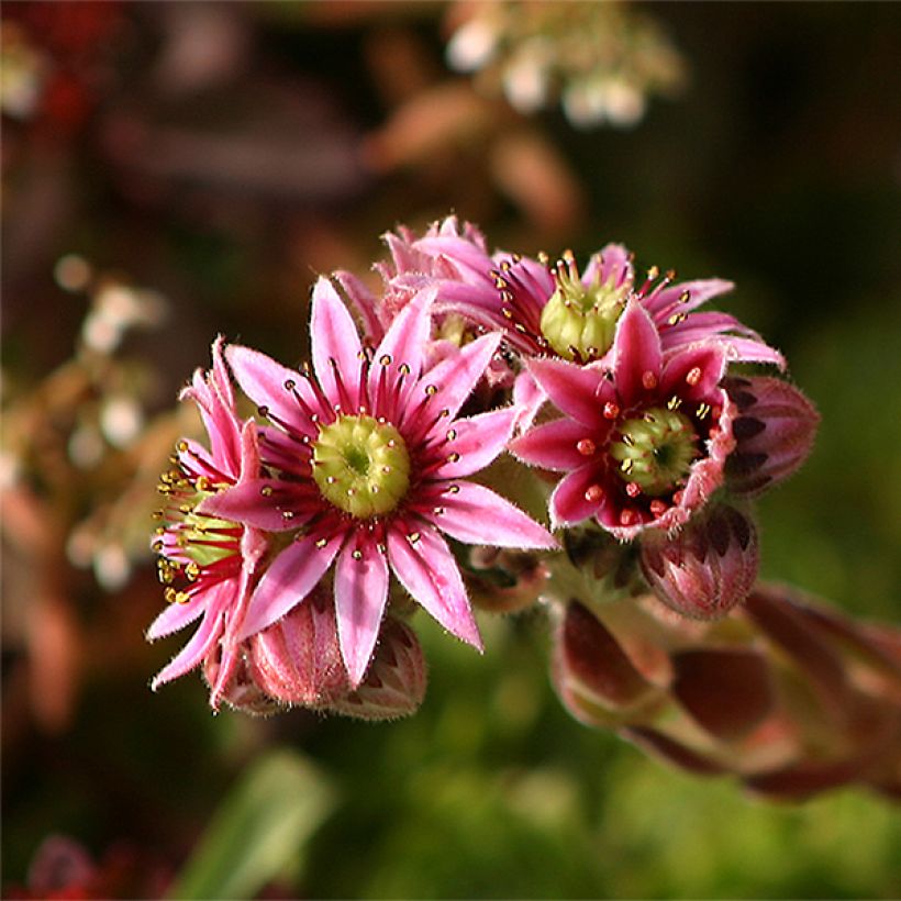 Sempervivum tectorum (Flowering)