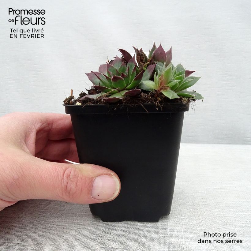 Sempervivum tectorum - Joubarbe des toits Godet de 9cm sample as delivered in winter