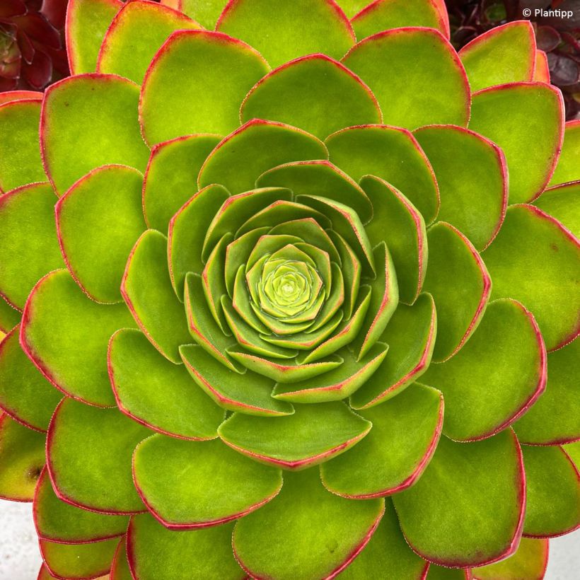 Semponium Diamond (Foliage)