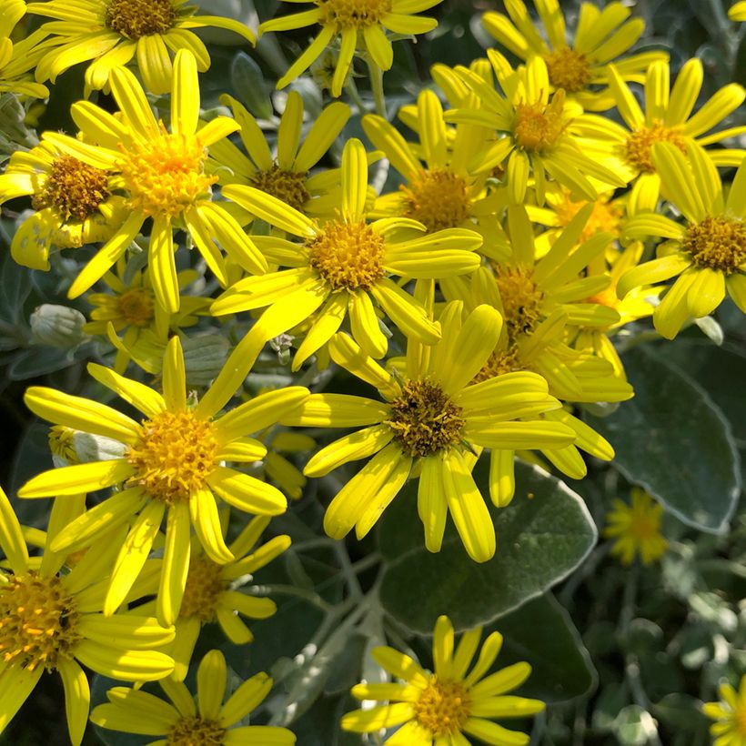 Senecio x greyi Sunshine (Flowering)