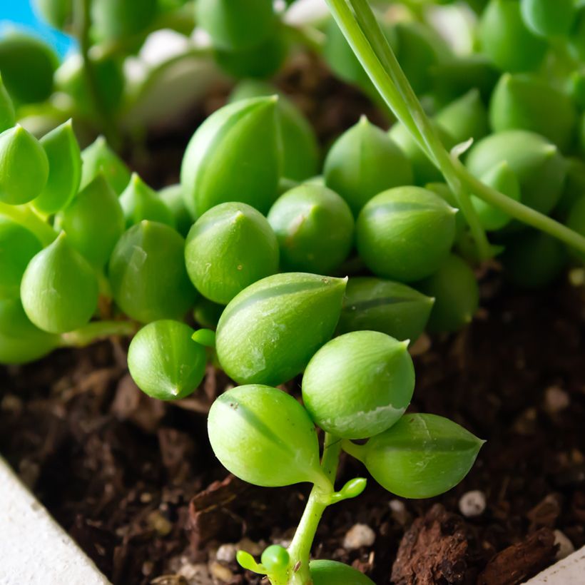 Senecio herreianus - String of tears (Foliage)