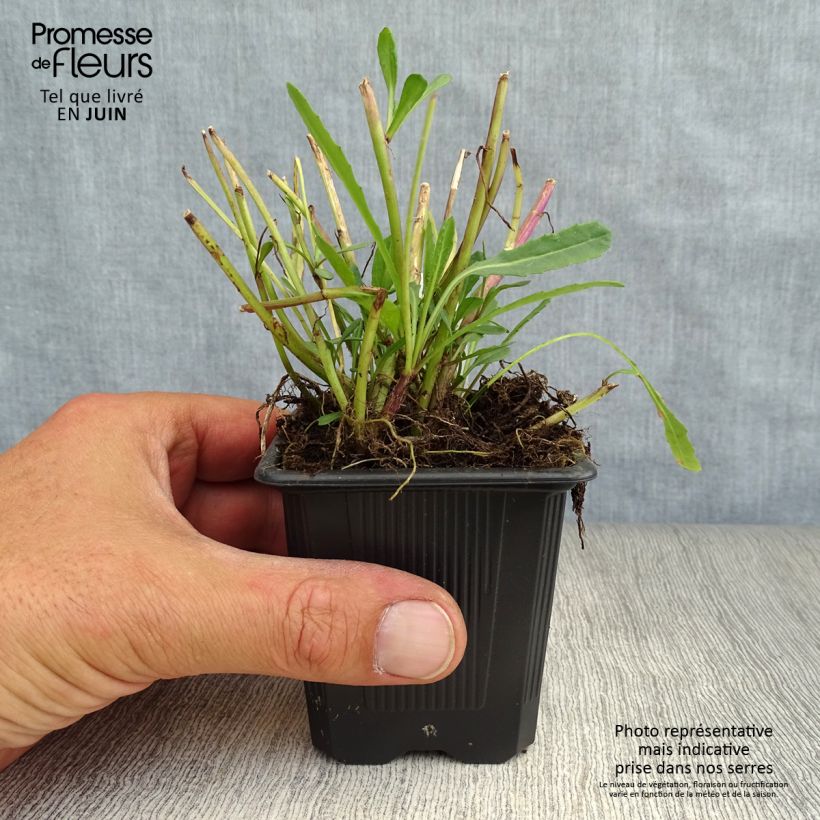 Senecio polyodon 8/9 cm pot sample as delivered in summer