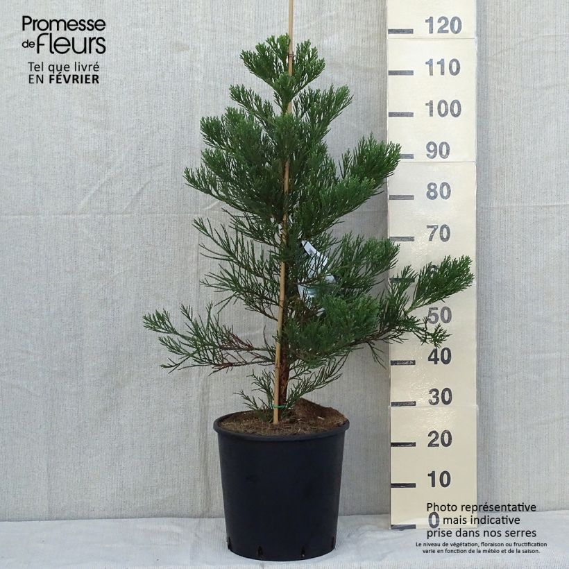 Séquoia géant - Sequoiadendron giganteum Greenpeace Pot de 18L/20L sample as delivered in autumn